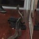 Imagen para el artículo titulado Capturan la lucha encarnizada entre dos serpientes que acaban de caer del techo de una habitación